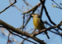Greenfinch - A
